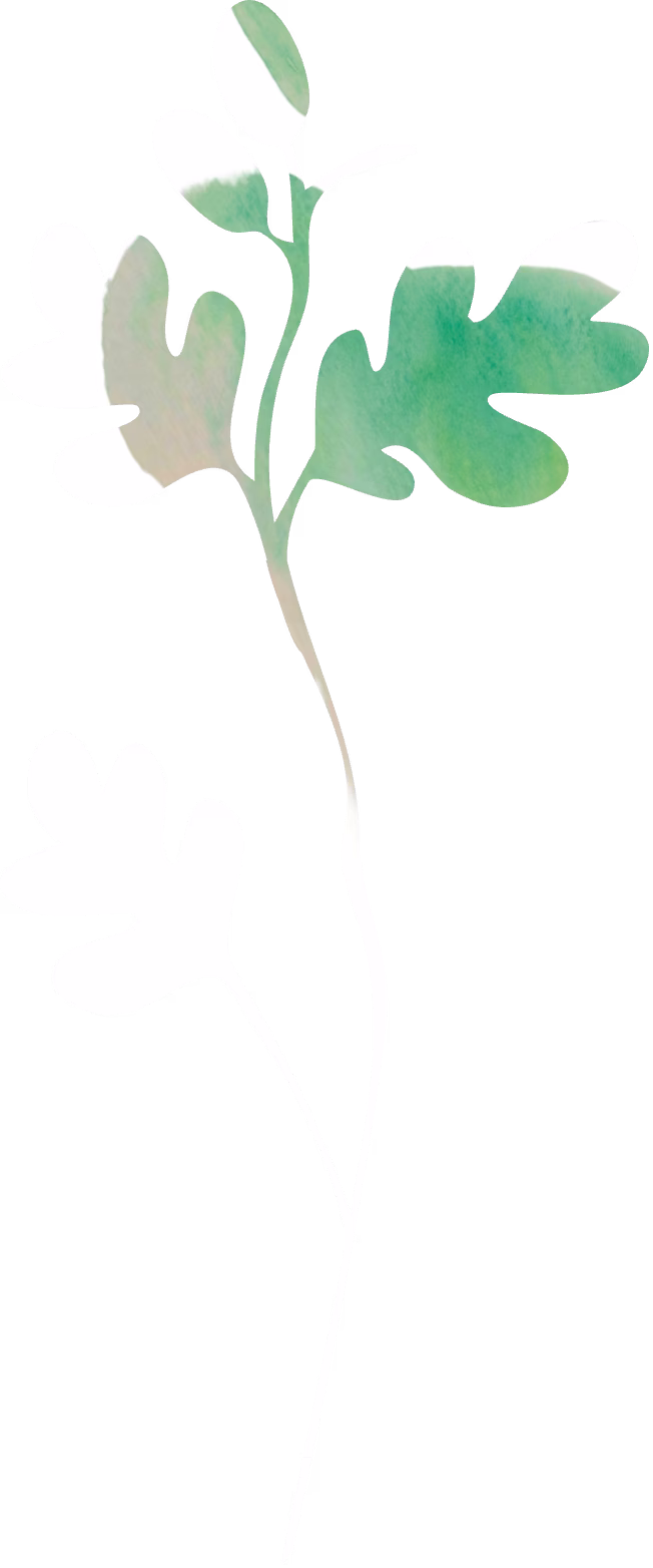 Coast Oak