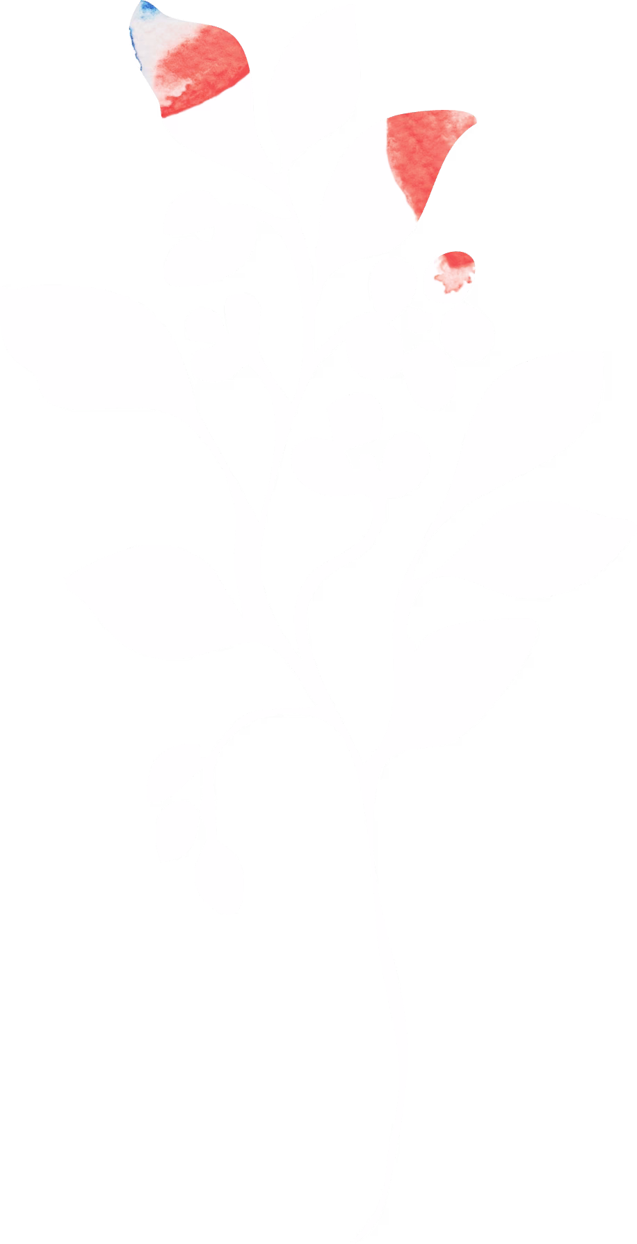 Toyon