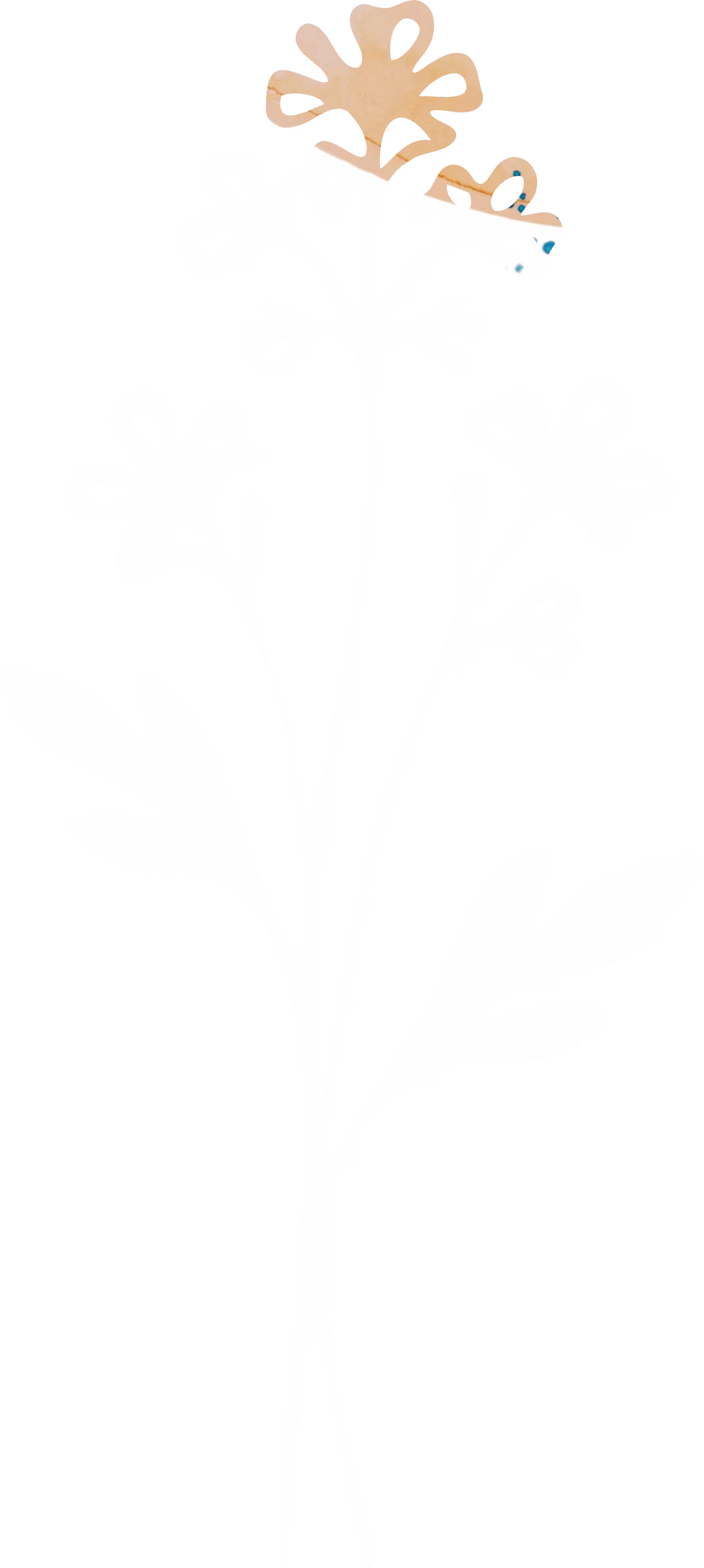 Wild Mustard